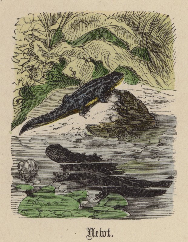 Traszka (kolorowy grawer) autorstwa Friedrich Specht