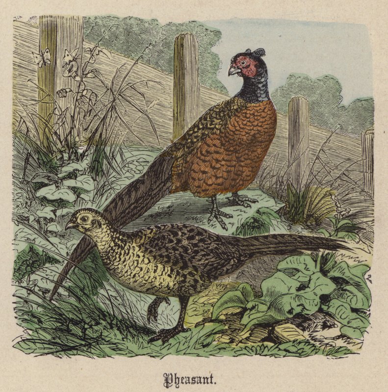 Bażant (kolorowy grawer) autorstwa Friedrich Specht