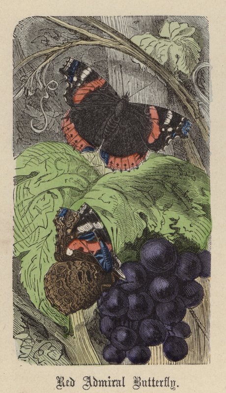 Czerwony motyl admirał (kolorowy grawerunek) autorstwa Friedrich Specht