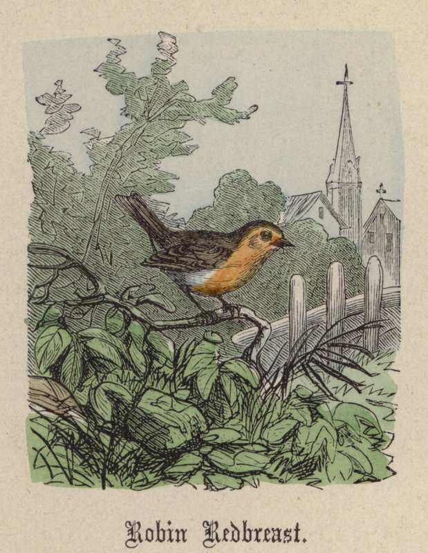 Robin Redbreast (kolorowy grawerunek) autorstwa Friedrich Specht