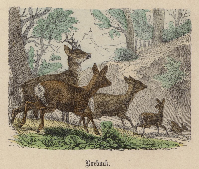 Roebuck (kolorowy grawer) autorstwa Friedrich Specht