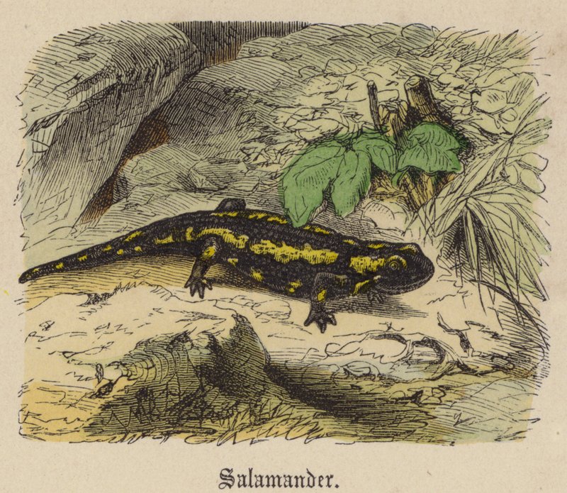 Salamandra (kolorowy grawer) autorstwa Friedrich Specht