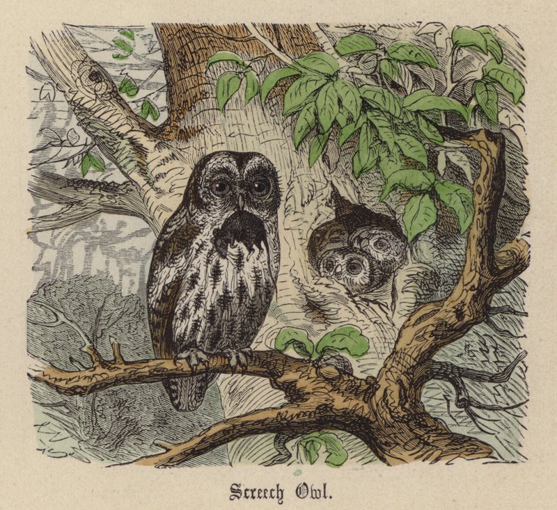 Sowa piszcząca (kolorowy grawerunek) autorstwa Friedrich Specht