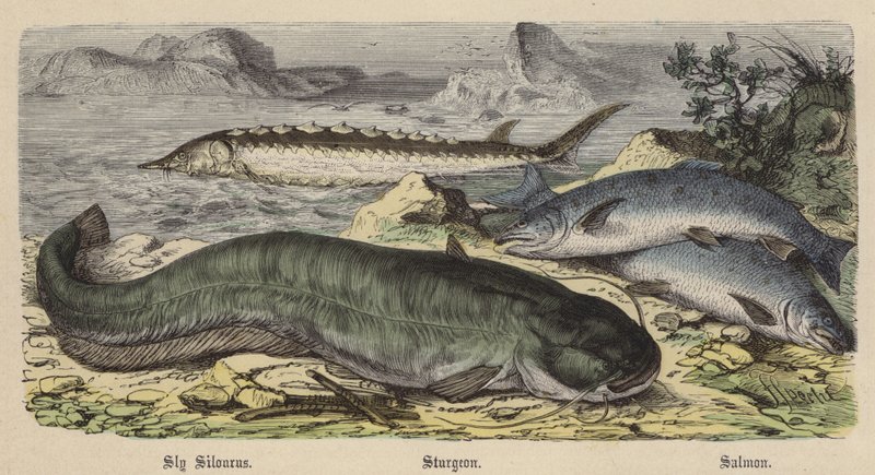 Sly Silourus, Jesiotr, Łosoś (kolorowy grawerunek) autorstwa Friedrich Specht