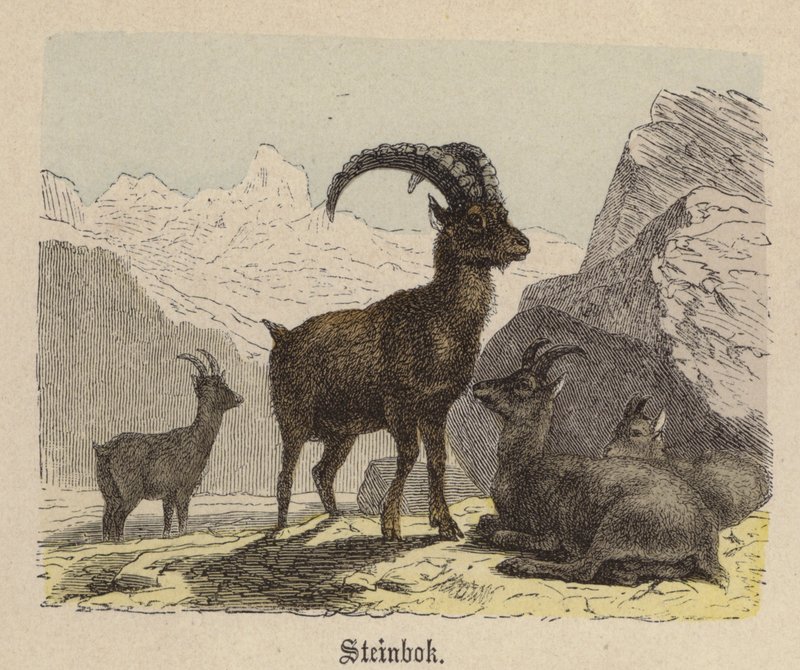 Steinbok (kolorowy grawerunek) autorstwa Friedrich Specht