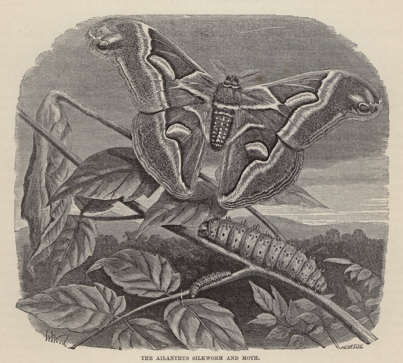 Jedwabnik i ćma Ailanthus (grawerowanie) autorstwa Friedrich Specht