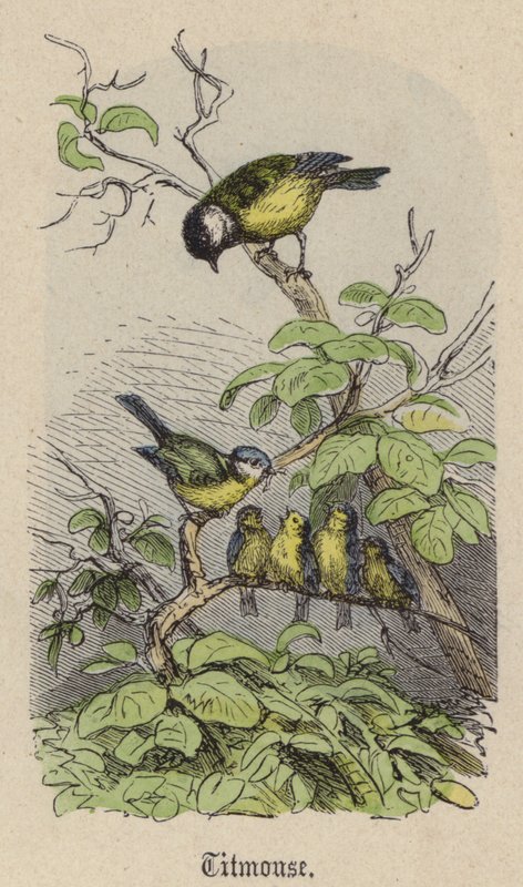 Sikorki (kolorowy grawer) autorstwa Friedrich Specht