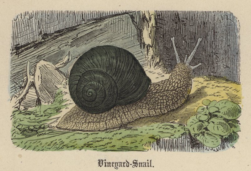 Vineyard-Snail (kolorowy grawer) autorstwa Friedrich Specht