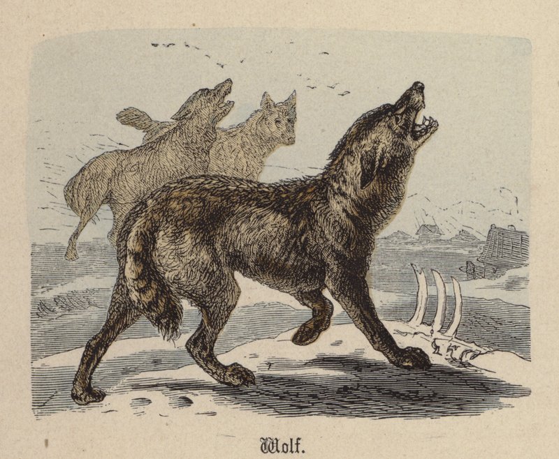 Wilk (kolorowy grawerunek) autorstwa Friedrich Specht