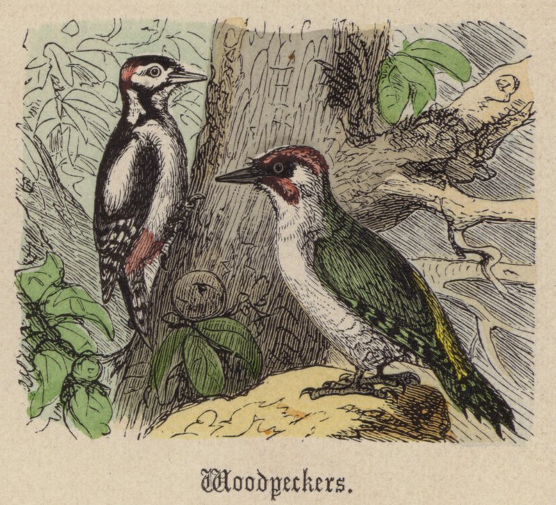 Dzięcioły (kolorowe grawerowanie) autorstwa Friedrich Specht