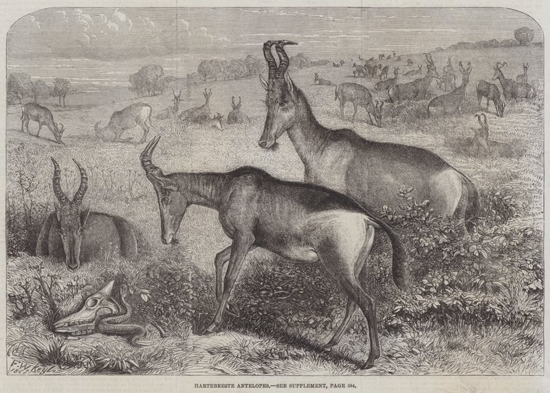 Antylopy Hartebeeste autorstwa Friedrich Wilhelm Keyl