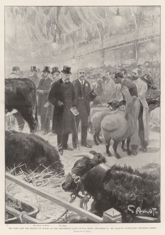 Król i książę Walii na Smithfield Club Cattle Show, 9 grudnia, Jego Wysokość dokonuje inspekcji czempionów owiec autorstwa G.S. Amato