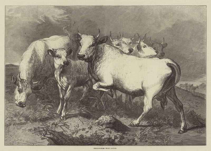 Chillingham Dzikie Bydło autorstwa George Bouverie Goddard