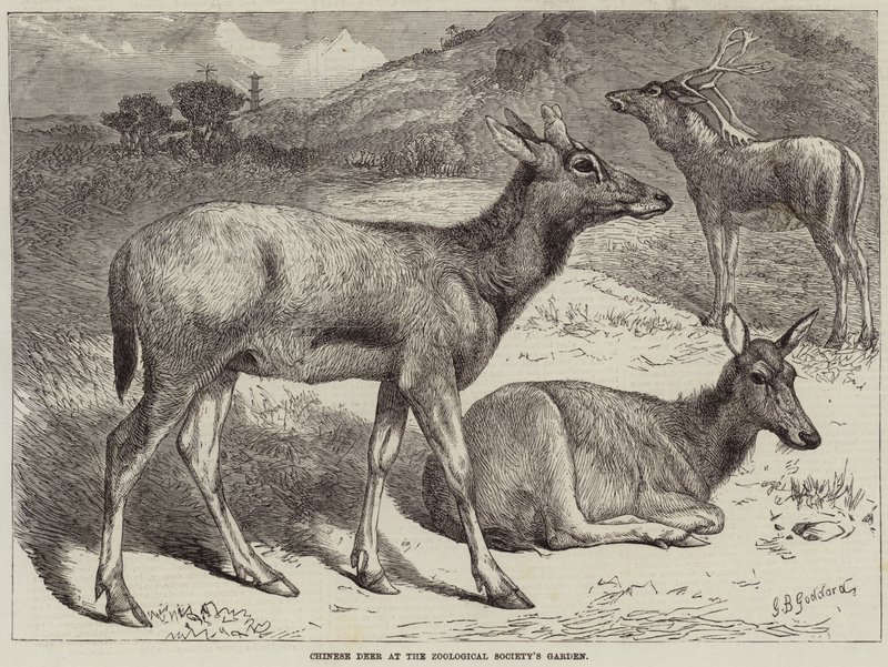 Chiński Jeleń w Ogrodzie Towarzystwa Zoologicznego autorstwa George Bouverie Goddard