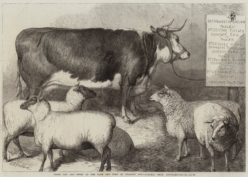 Nagroda Cow and Sheep na wystawie rolniczej Bath and West of England w Southampton autorstwa George Bouverie Goddard