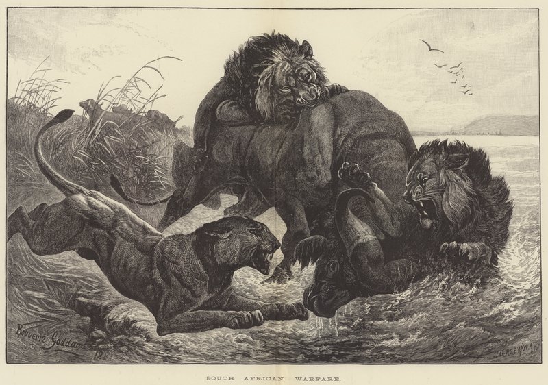 Działania wojenne w RPA autorstwa George Bouverie Goddard