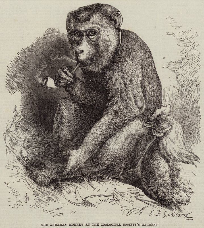 Małpa andamańska w Ogrodach Towarzystwa Zoologicznego autorstwa George Bouverie Goddard