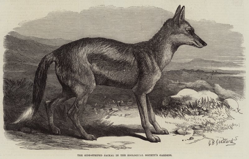 Szakal w Ogrodach Towarzystwa Zoologicznego autorstwa George Bouverie Goddard