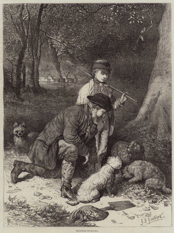 Polowanie na trufle autorstwa George Bouverie Goddard