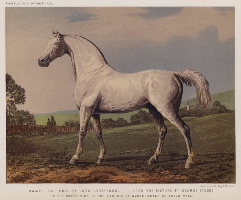 Nambrino, wyhodowany przez Lorda Grosvenora, w posiadaniu markiza Westminster, w Eaton Hall (kolor lito) autorstwa George (after) Stubbs