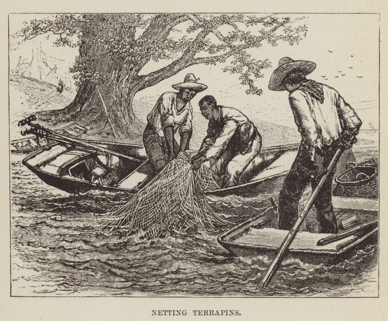 Terrapiny siatkowe autorstwa George Augustus Sala