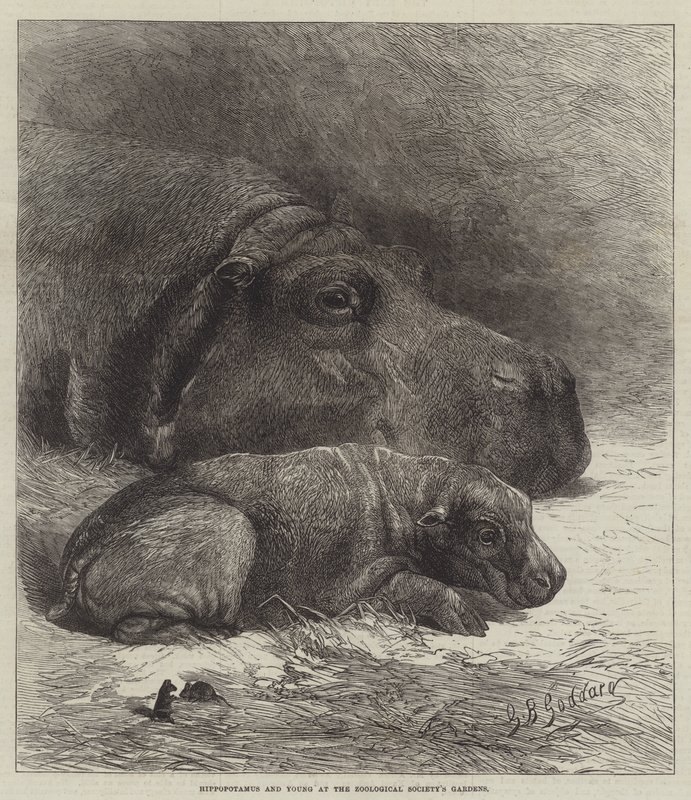 Hipopotam i Young w ogrodach Towarzystwa Zoologicznego autorstwa George Bouverie Goddard