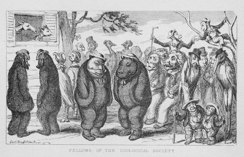 Stypendyści Towarzystwa Zoologicznego (grafika) autorstwa George Cruikshank