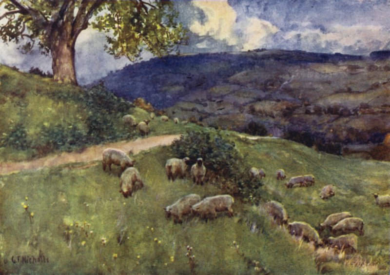 Pastwisko dla owiec Cotswold autorstwa George Franck Nicholls