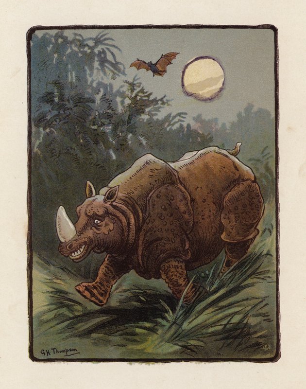 Nosorożec (kolorowa litografia) autorstwa George Henry Thompson
