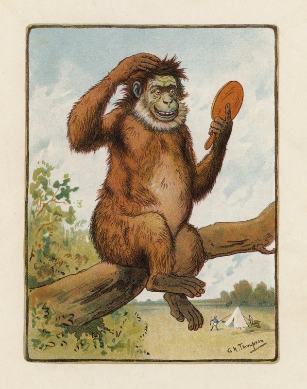 Małpa (kolorowa litografia) autorstwa George Henry Thompson