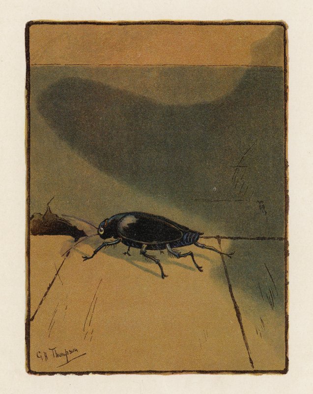 Chrząszcz (kolorowa litografia) autorstwa George Henry Thompson