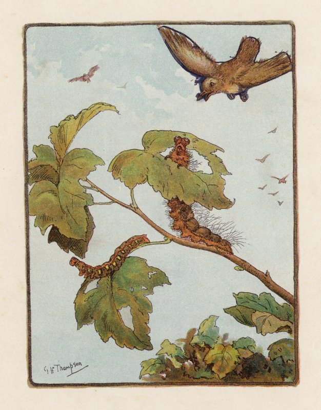 Gąsienica (kolorowa litografia) autorstwa George Henry Thompson