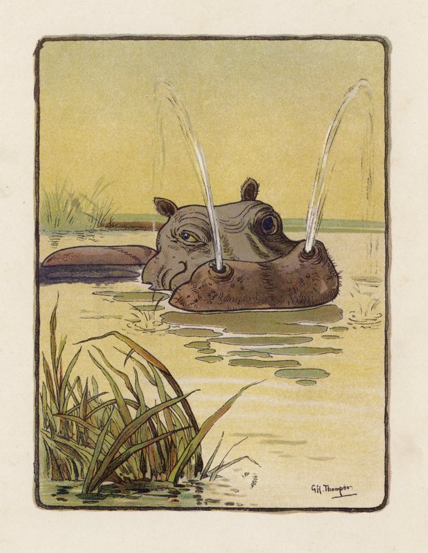 Hipopotam (kolorowa litografia) autorstwa George Henry Thompson