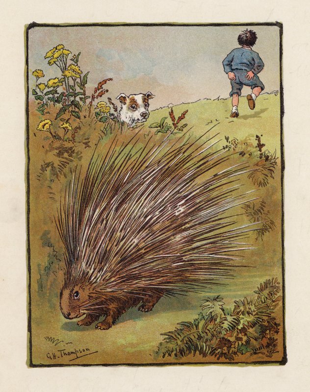 Jeżozwierz (kolorowa litografia) autorstwa George Henry Thompson