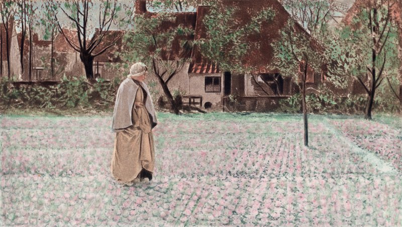 Tulipanowiec (fotograwiura kolorowa) autorstwa George Hitchcock