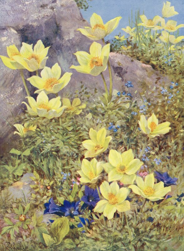 Anemone sulphurea i Gentiana excisa malowane bezpośrednio na polach pod koniec maja (kolorowa litografia) autorstwa George Jackson Flemwell