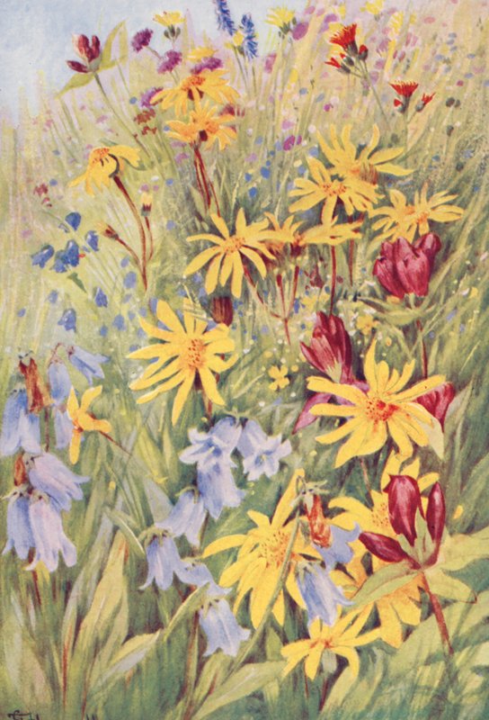 Arnika, goryczka purpurowa (G purpurea), dzwonek piłkowany (Campanula barbata) i ognisty Hieracium aurantiacum, namalowane z życia na polach w połowie lipca (litografia barwna). autorstwa George Jackson Flemwell