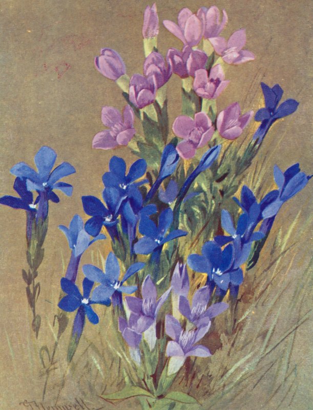 Gentiana campestris i Gentiana bavarica (kolorowa litografia) autorstwa George Jackson Flemwell