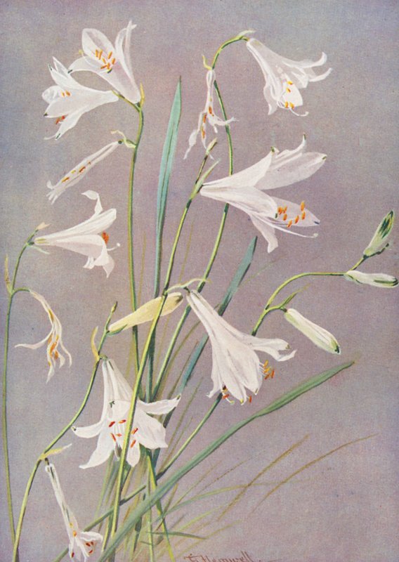 Paradisia Liliastrum, lilia rajska lub lilia św. Brunona (kolorowa litografia) autorstwa George Jackson Flemwell