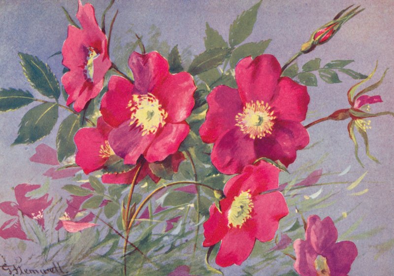 Rosa alpina, bezkolcowa eglantyna alpejska (kolorowa litografia) autorstwa George Jackson Flemwell