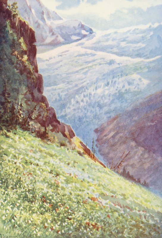 Lilia rajska (Paradisia Liliastrum) w pobliżu lodowca Glacier de Trient około połowy czerwca (kolorowa litografia) autorstwa George Jackson Flemwell
