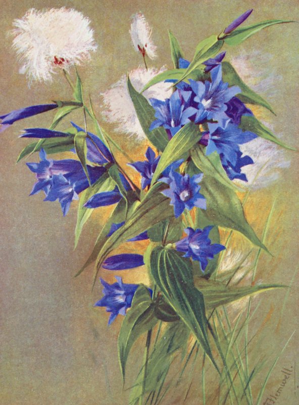 Goryczka trojeściowa (G asclepiadea) i Bawełnica alpejska (Eriophorum Scheuchzeri) (litografia barwna) autorstwa George Jackson Flemwell