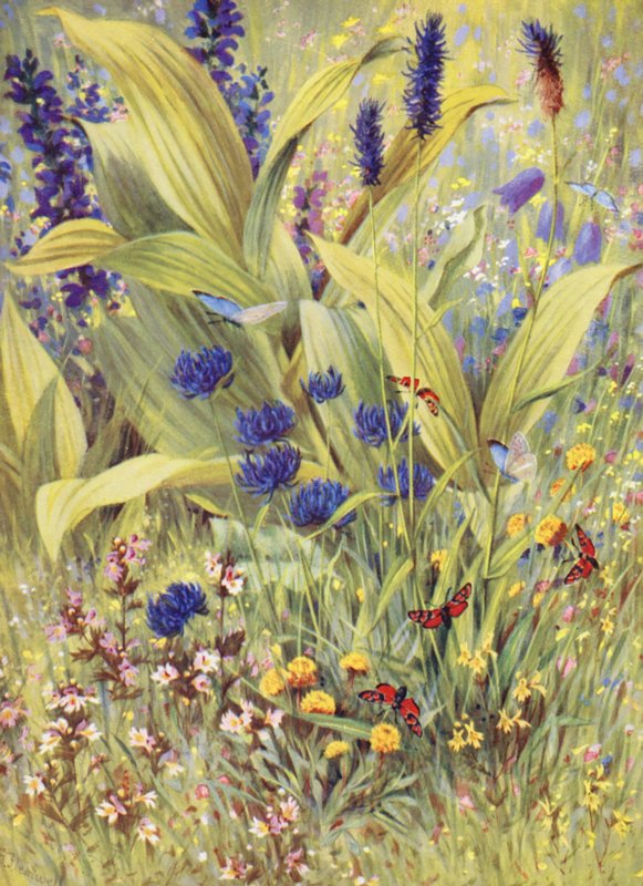 Młode rośliny Veratrum album, wraz z Salvia pratensis, Phyteuma betonicaefolium, P orbiculare, białą i żółtą Euphrasia oraz żółtą Clover, narysowane na miejscu na początku lipca (kolor lito) autorstwa George Jackson Flemwell
