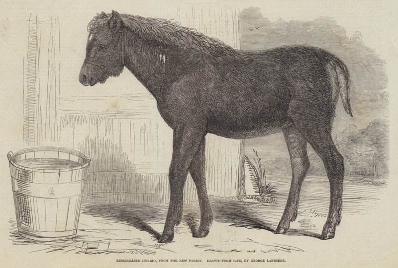 Niezwykła hybryda z Nowego Lasu autorstwa George Landseer