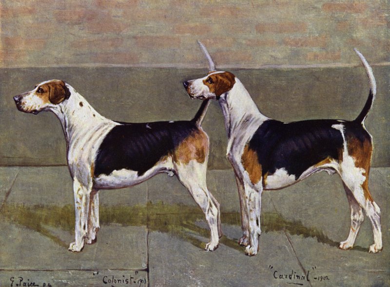 Kolonista i kardynał Puckeridge Foxhounds autorstwa George Paice
