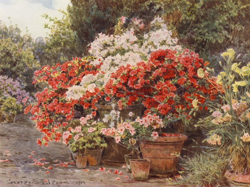Ogrody włoskie: Azalie (kolorowa litografia) autorstwa George Samuel Elgood