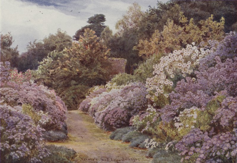 Michaelmas Daisies, Munstead Wood autorstwa George Samuel Elgood