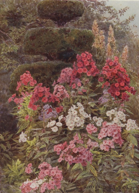 Floks autorstwa George Samuel Elgood