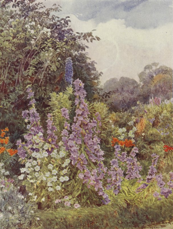 Fioletowy dzwonek autorstwa George Samuel Elgood