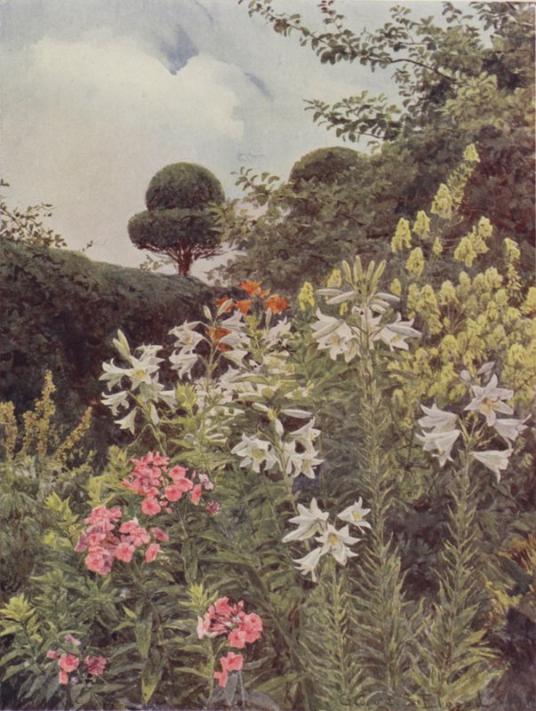 Białe lilie i żółty tojad autorstwa George Samuel Elgood